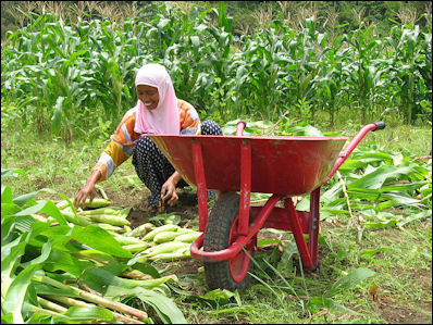 20120515-Crop harvest in Indonesia.jpg